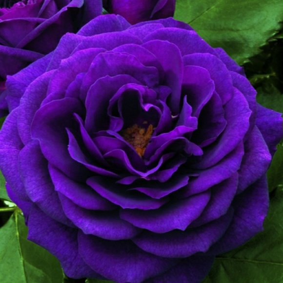 Meet your Posher, Michael - Picture 1 of 1